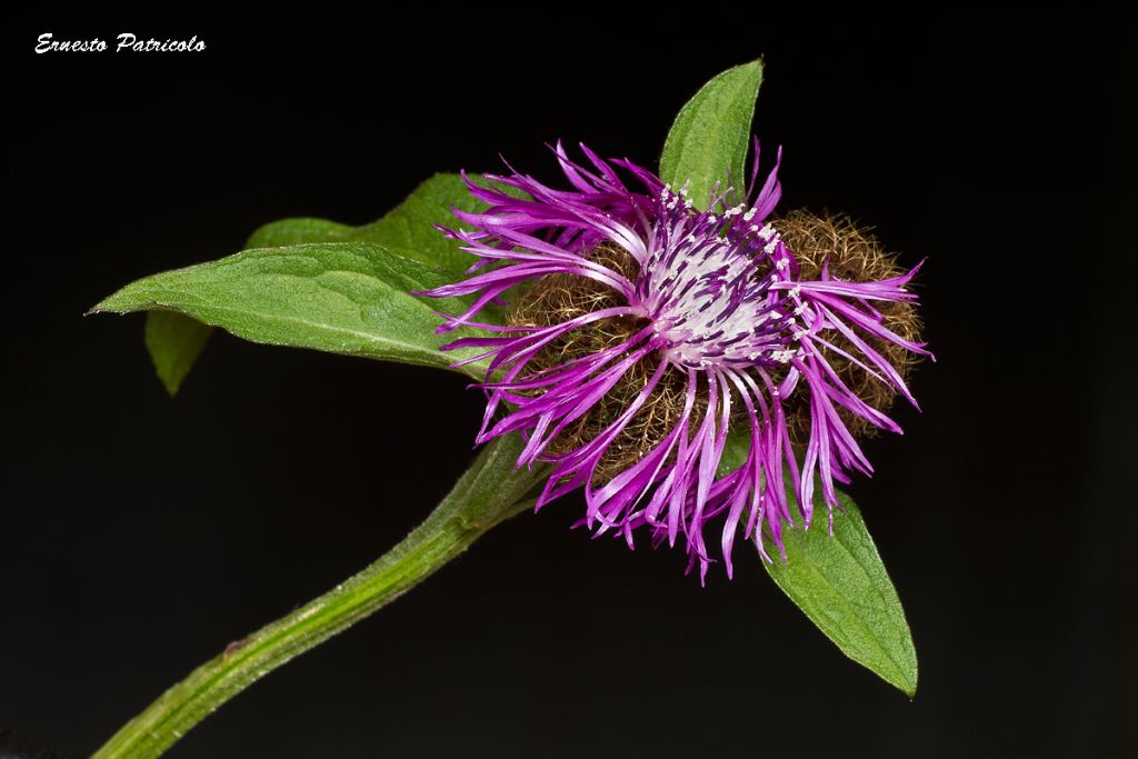 Centaurea sp.